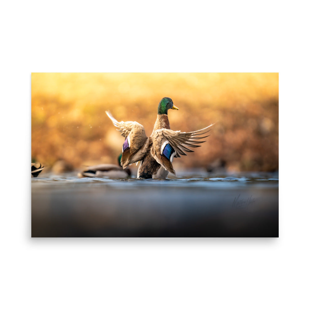 "Vibrant Mallard" Enhanced Photo Paper