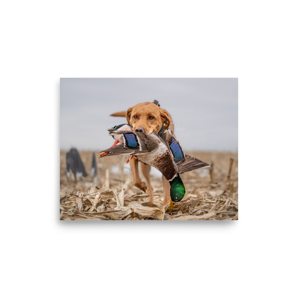 "Bailey" Enhanced Photo Paper