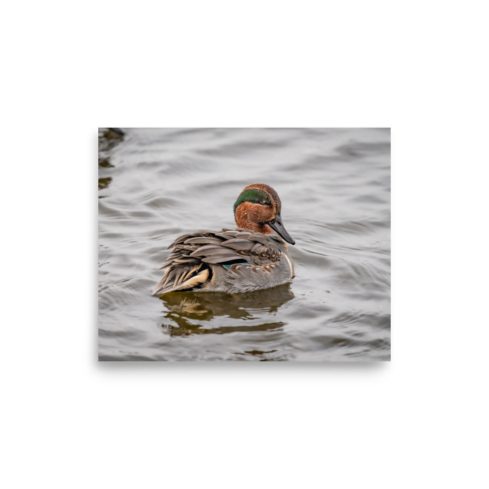 “Green-winged Teal” Enhanced Photo Paper