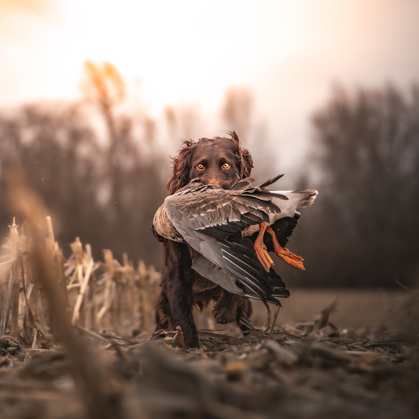 “Sunrise” Preset 1