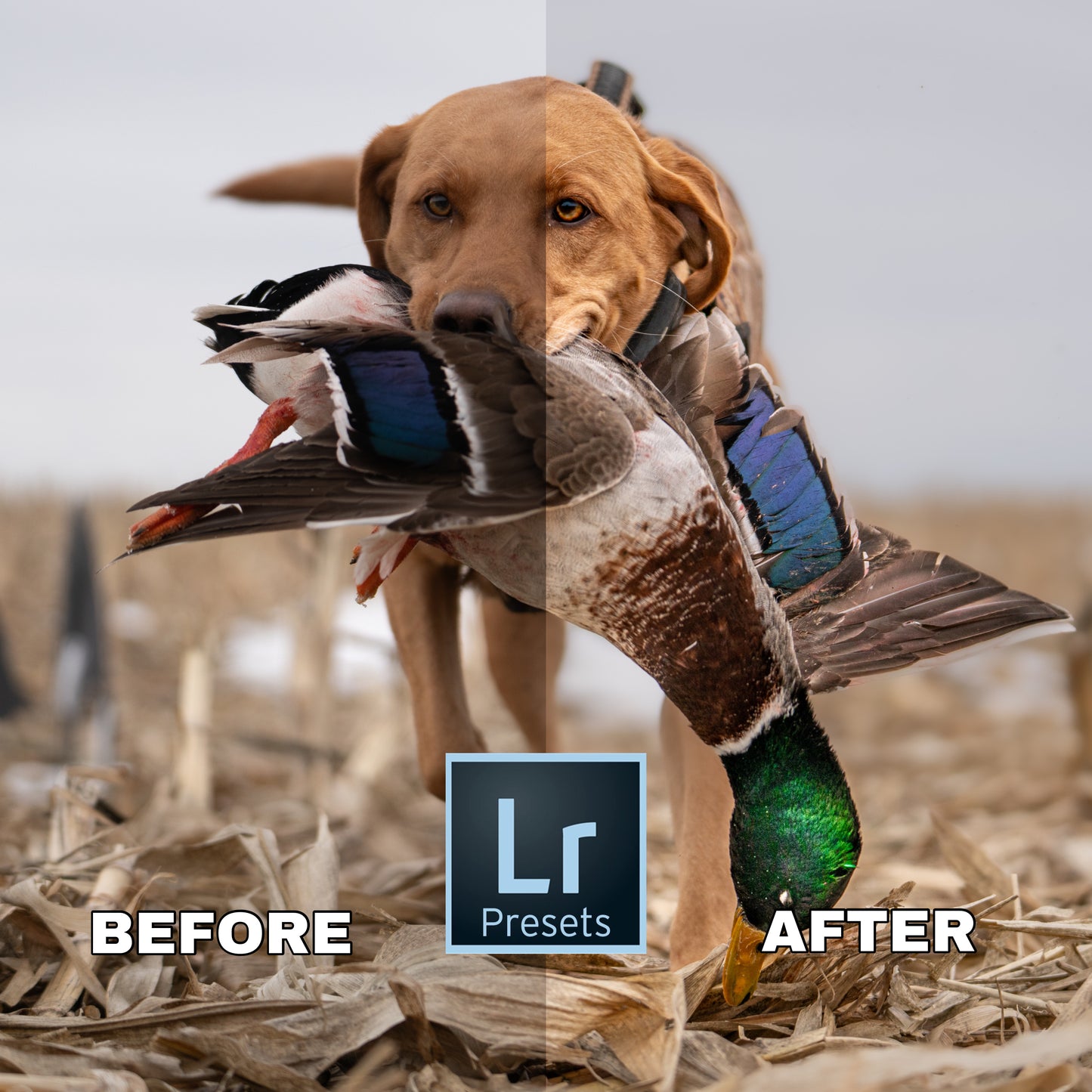 “Natural Light” Preset 1