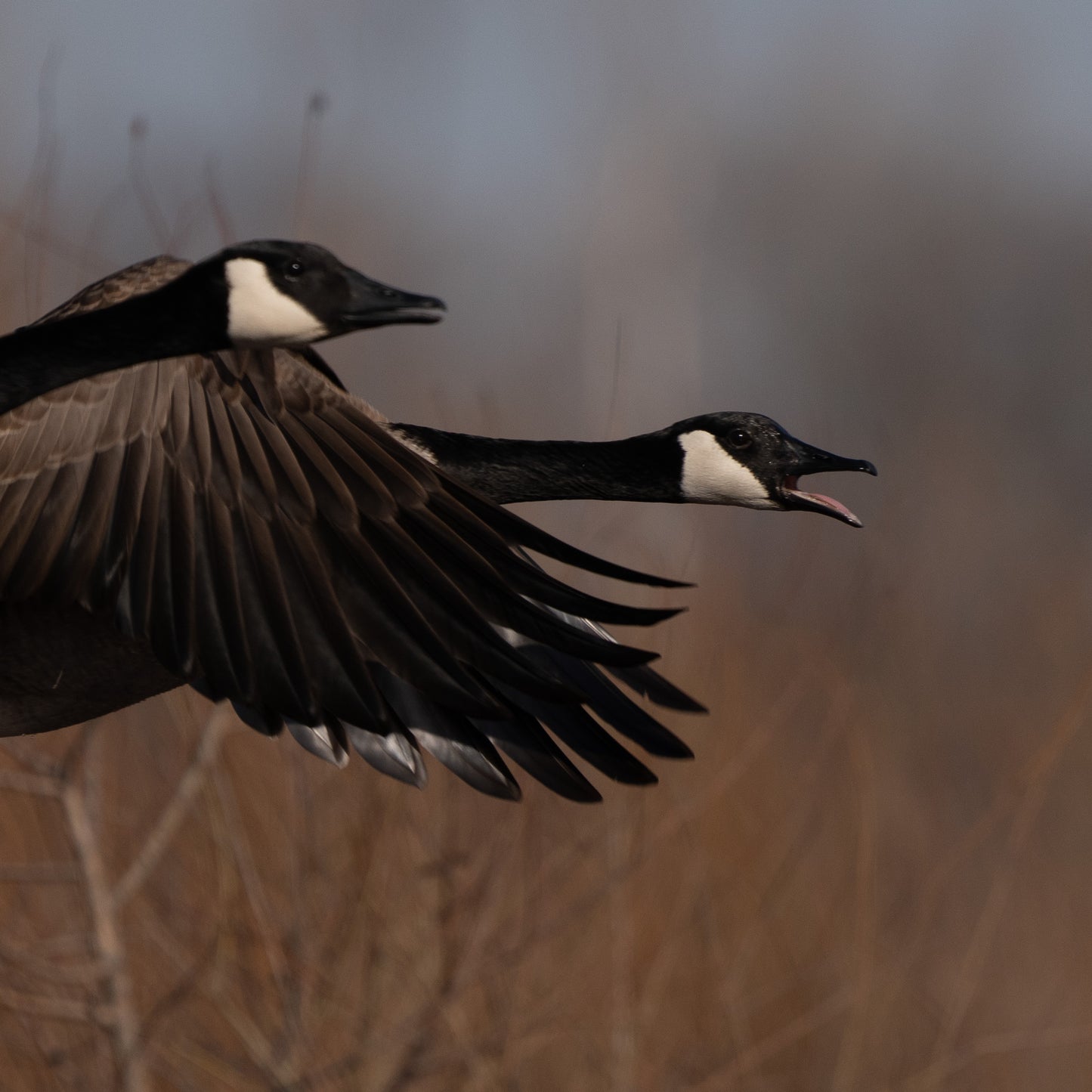 "Bright + Warm” Preset 1