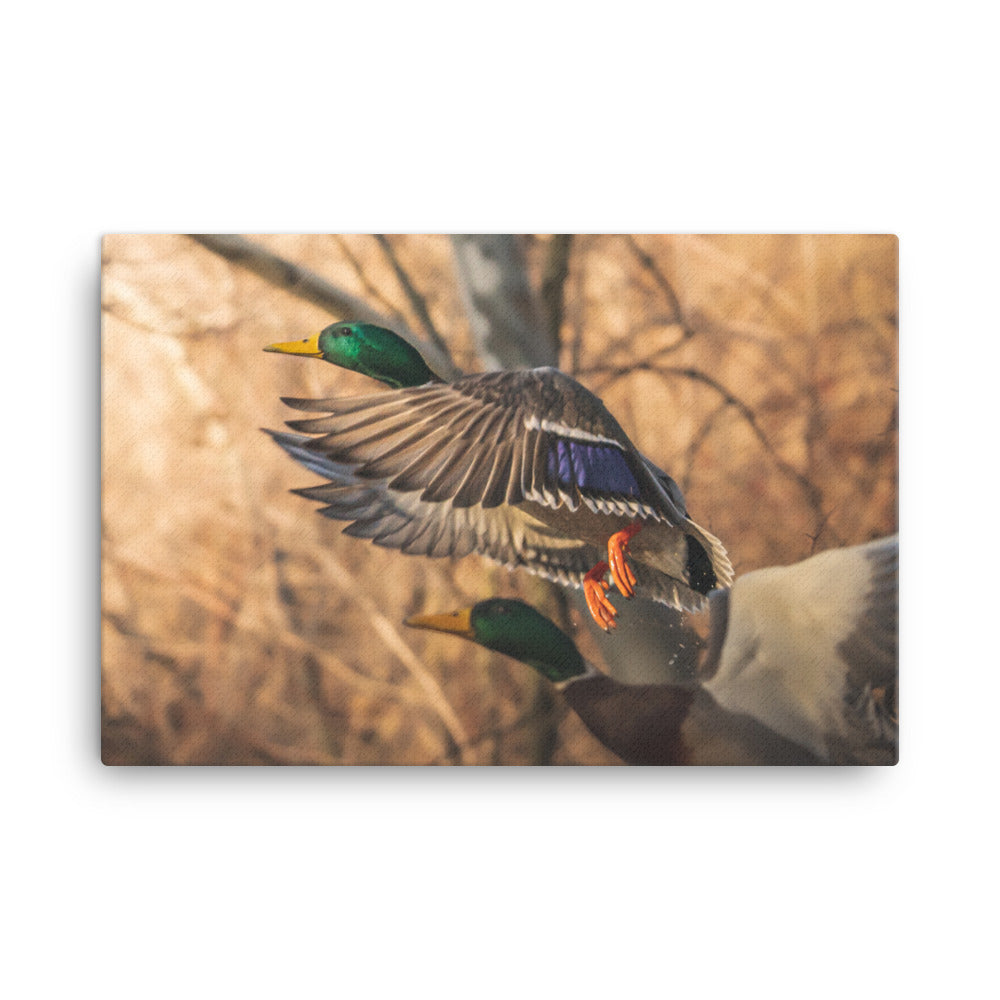 “Sunset Mallard” Canvas
