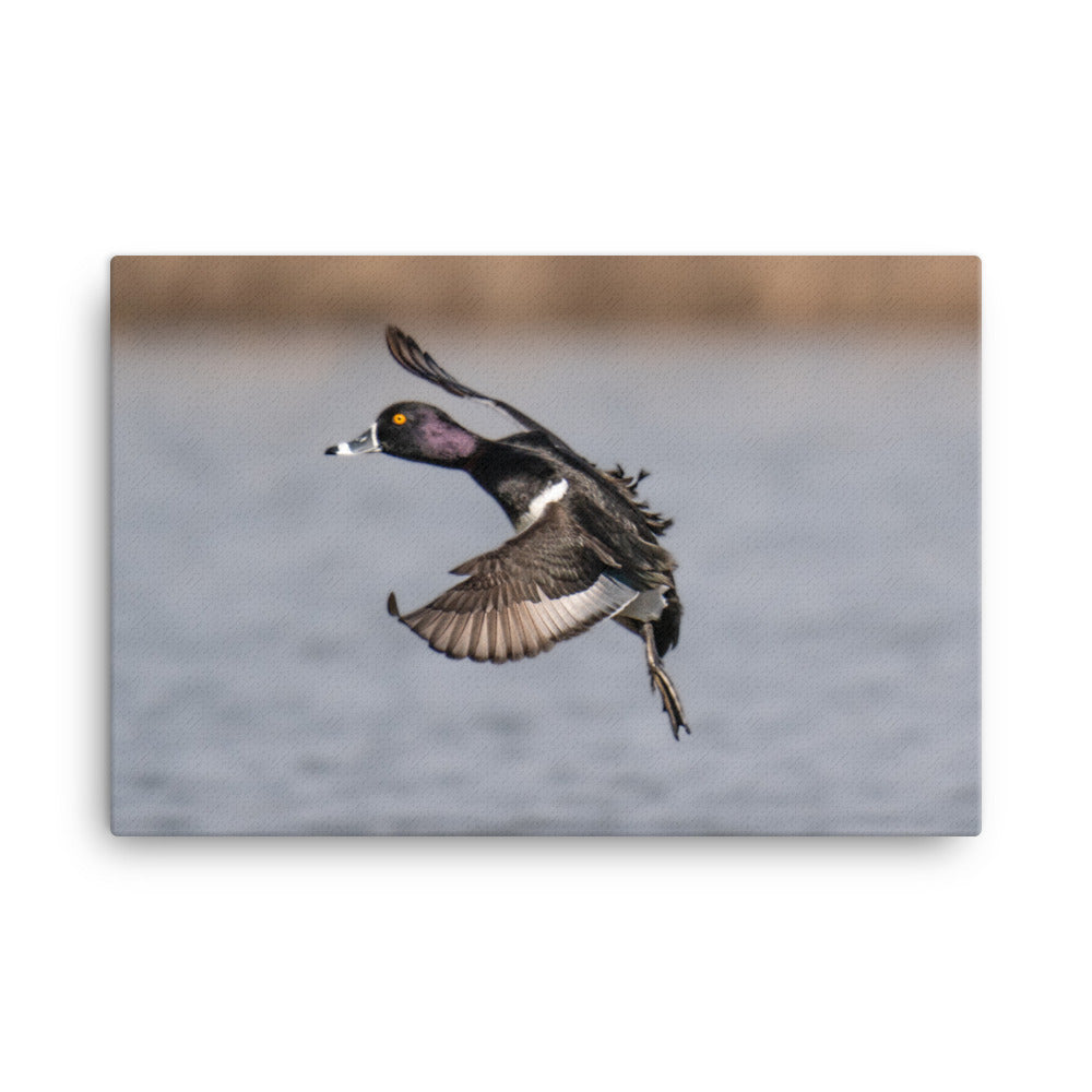 "Blackjack" Canvas Print