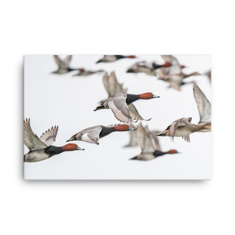 "Spring Migration" Canvas Print