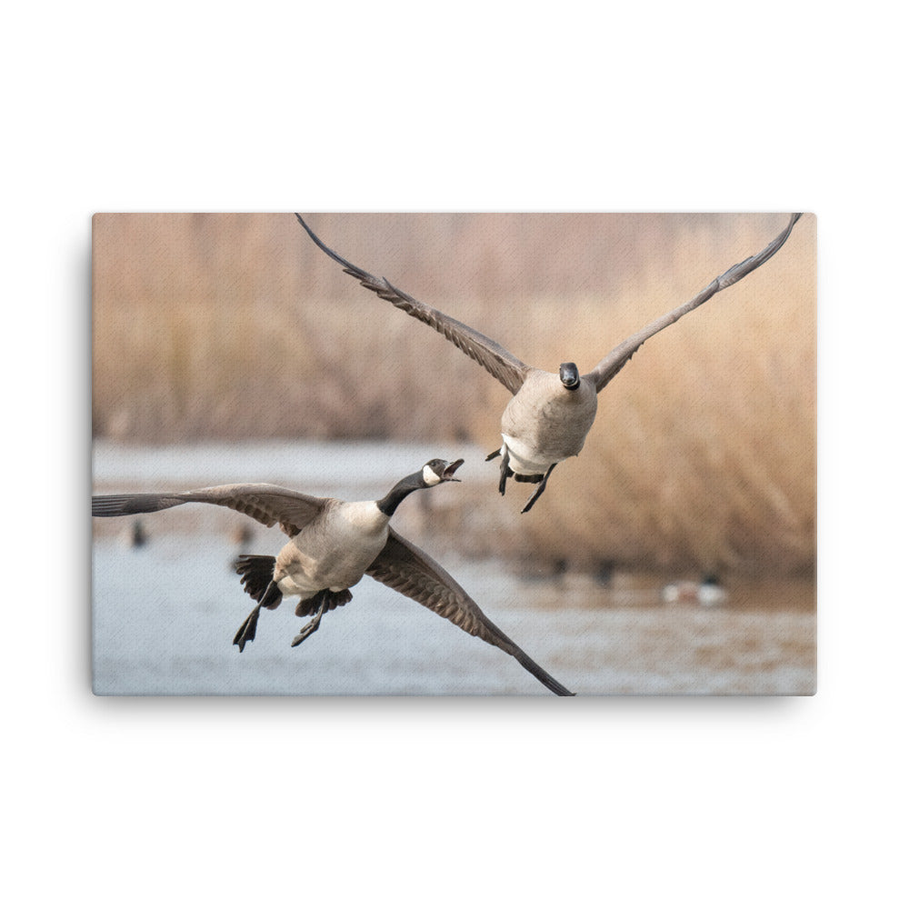 “Angry Flyer” Canvas Print
