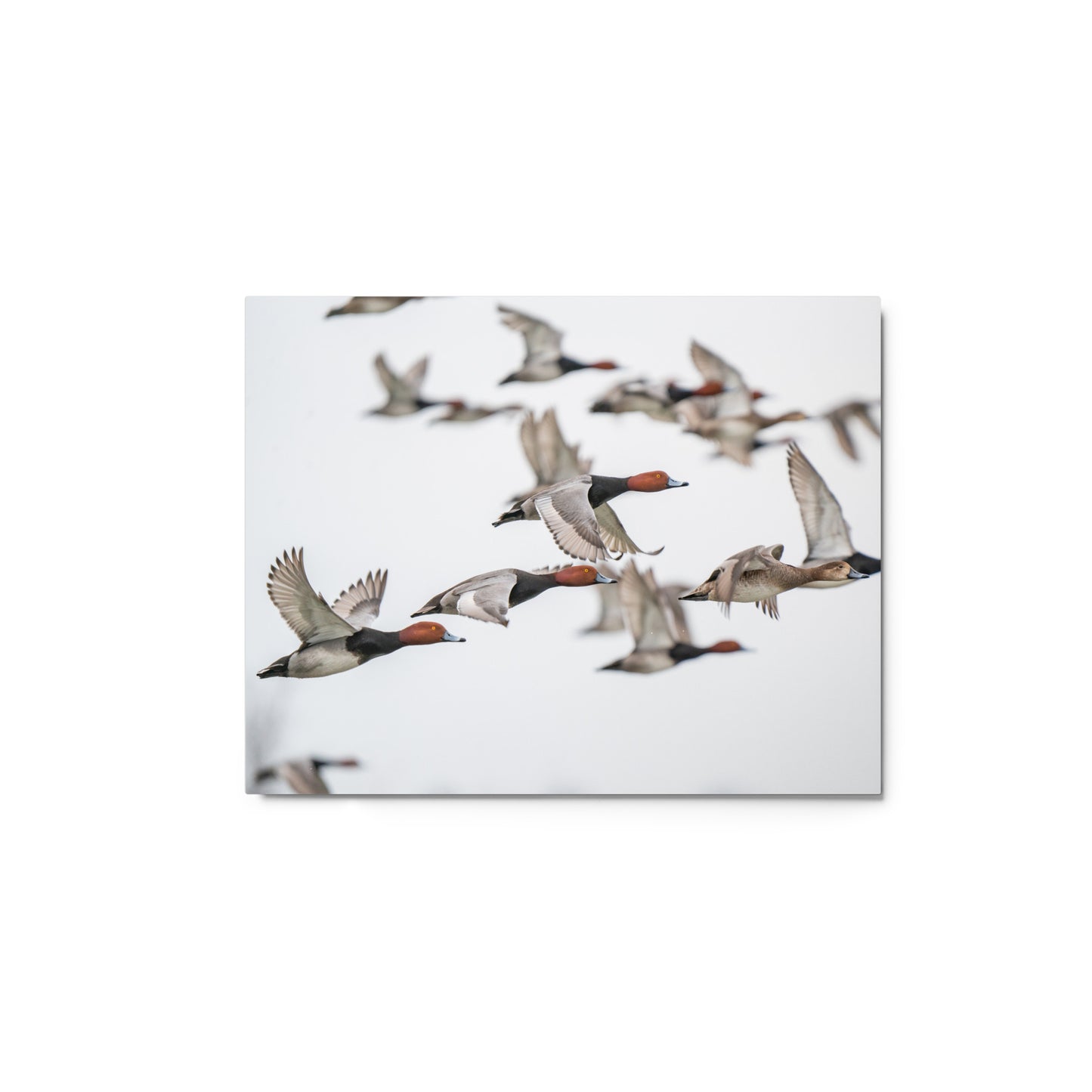 "Spring Migration" Metal Print
