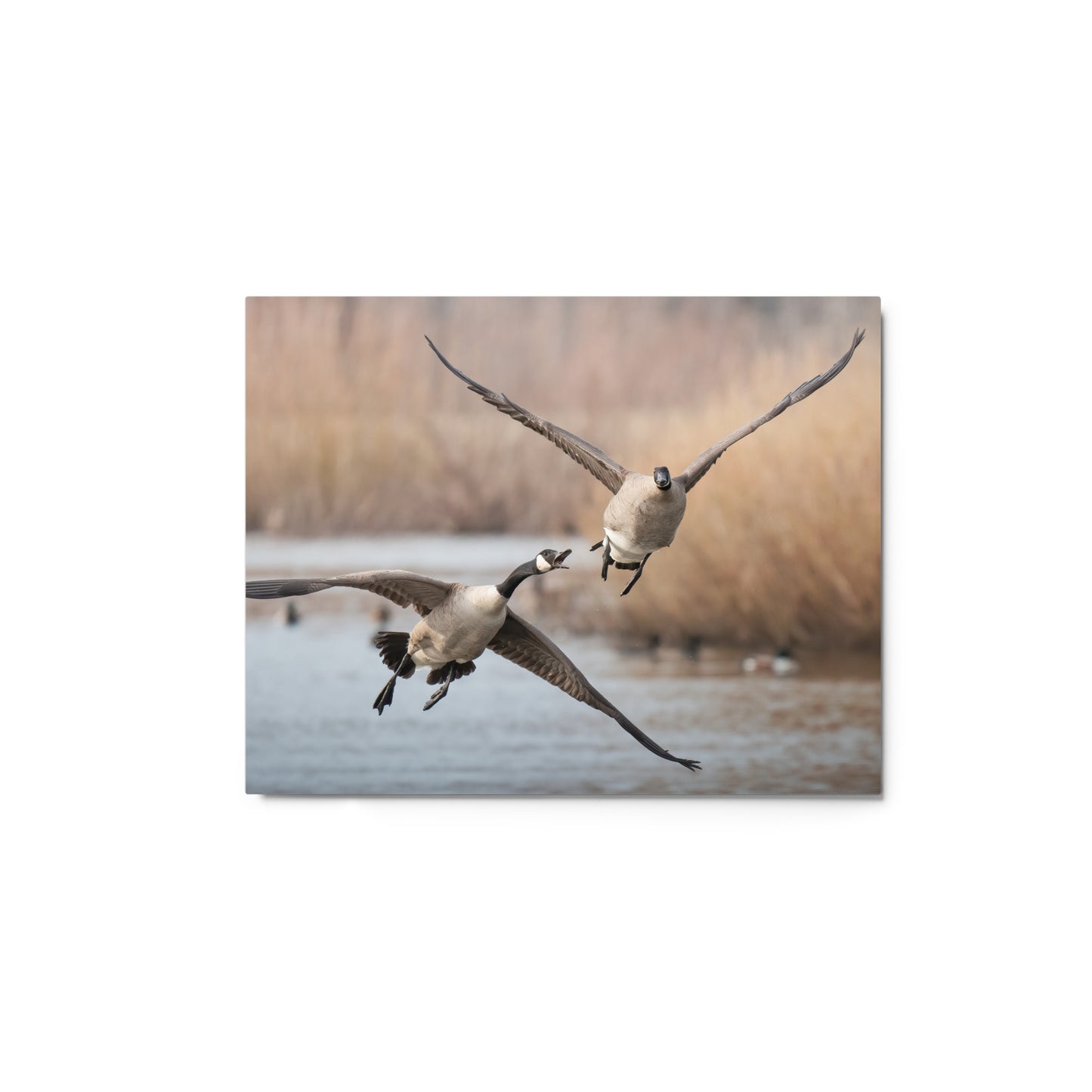“Angry Flyer” Metal Print