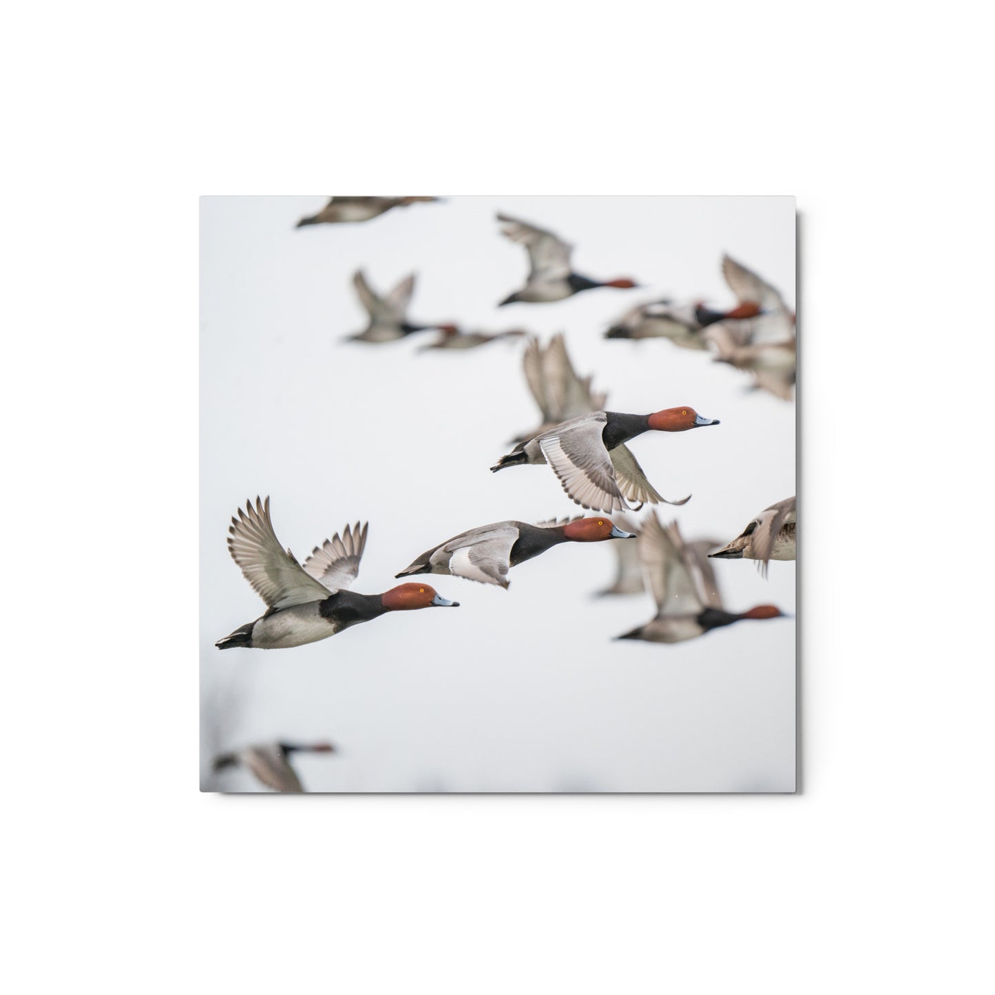 "Spring Migration" Metal Print