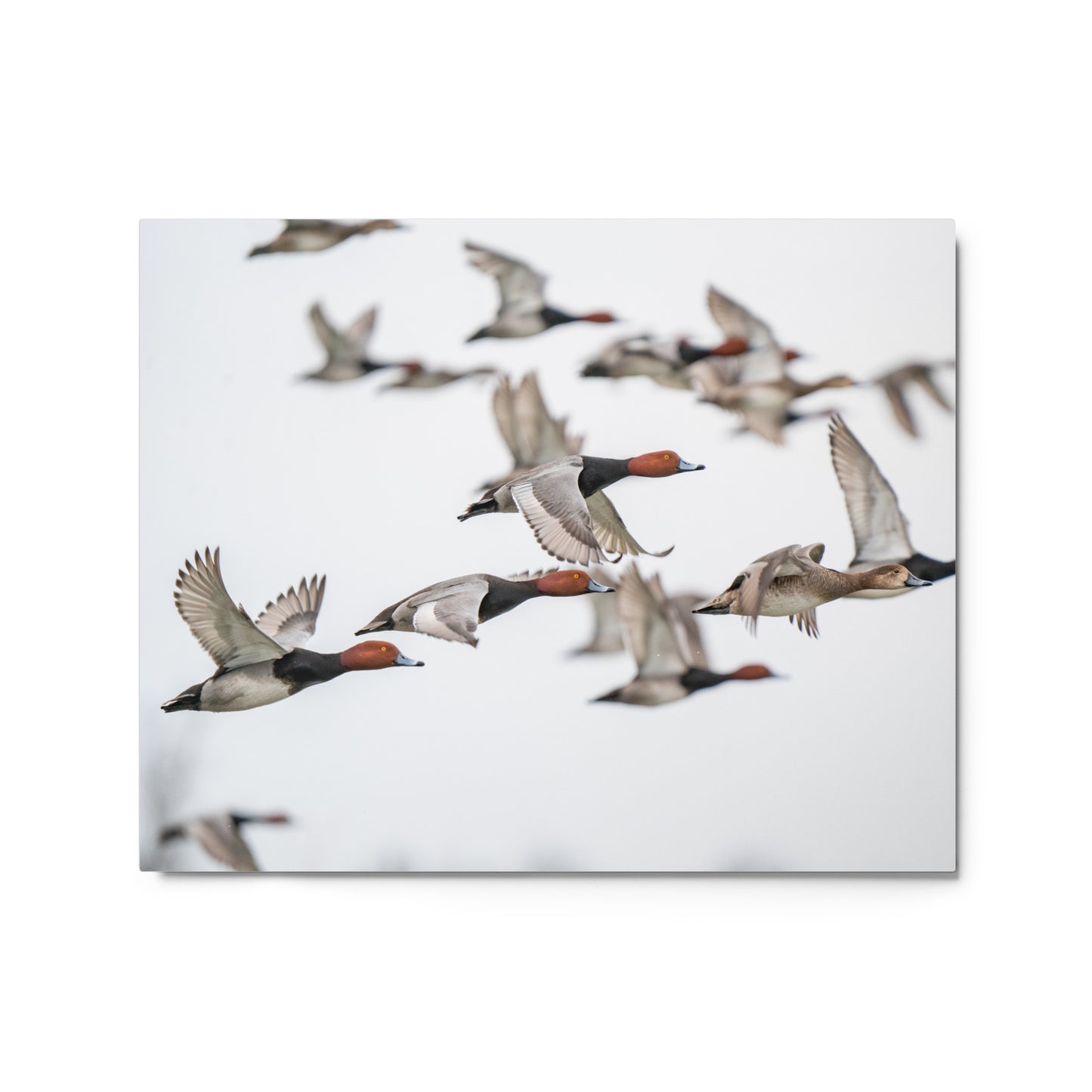 "Spring Migration" Metal Print