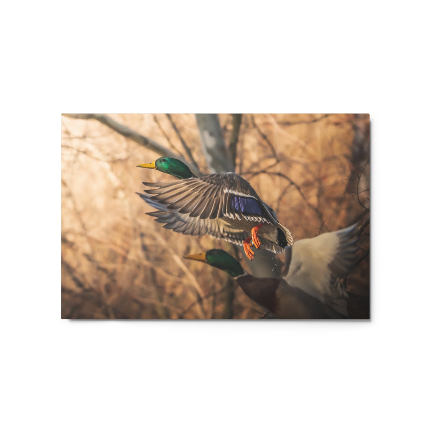 “Sunset Mallard” Metal Print