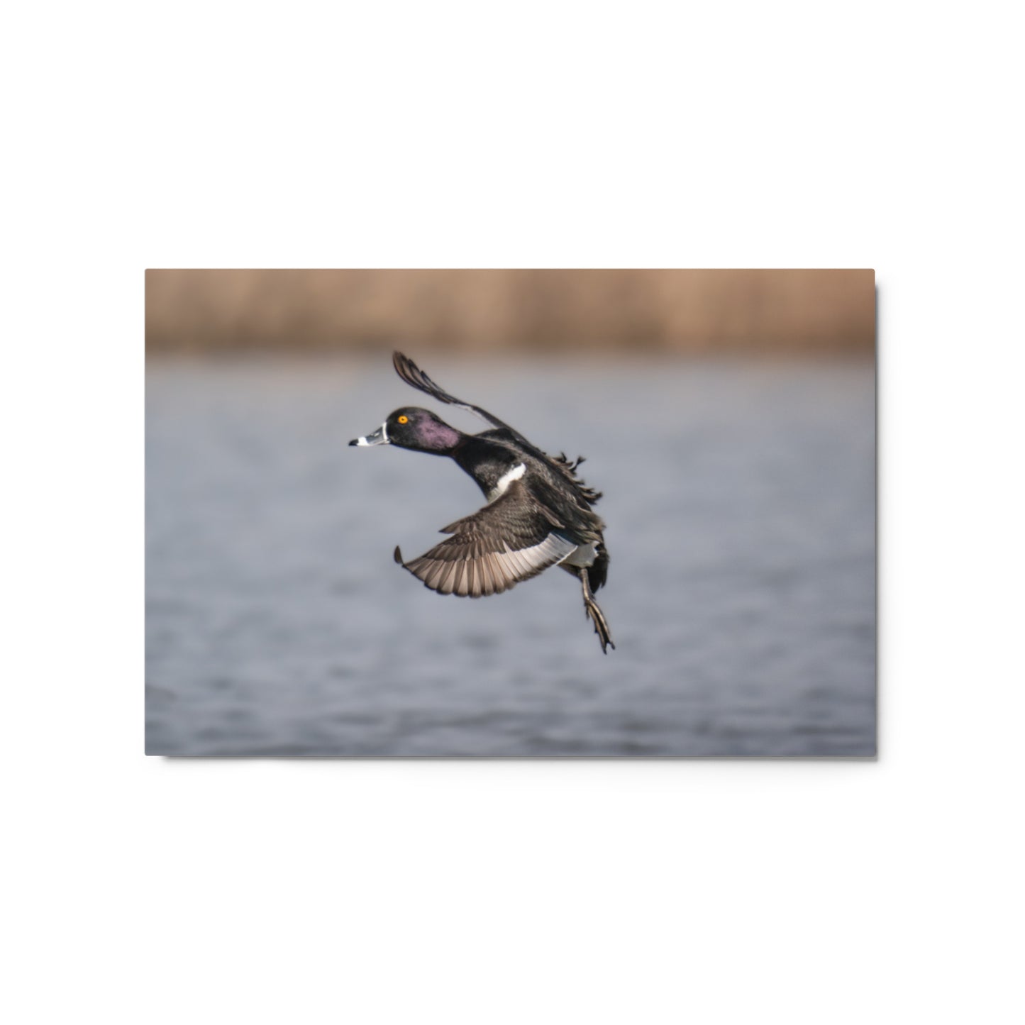 "Blackjack" Metal Print