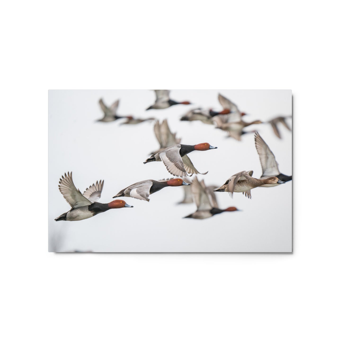 "Spring Migration" Metal Print