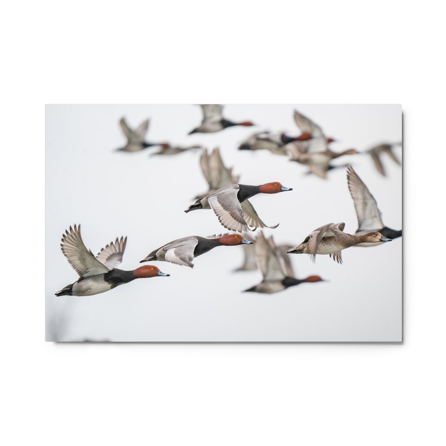 "Spring Migration" Metal Print