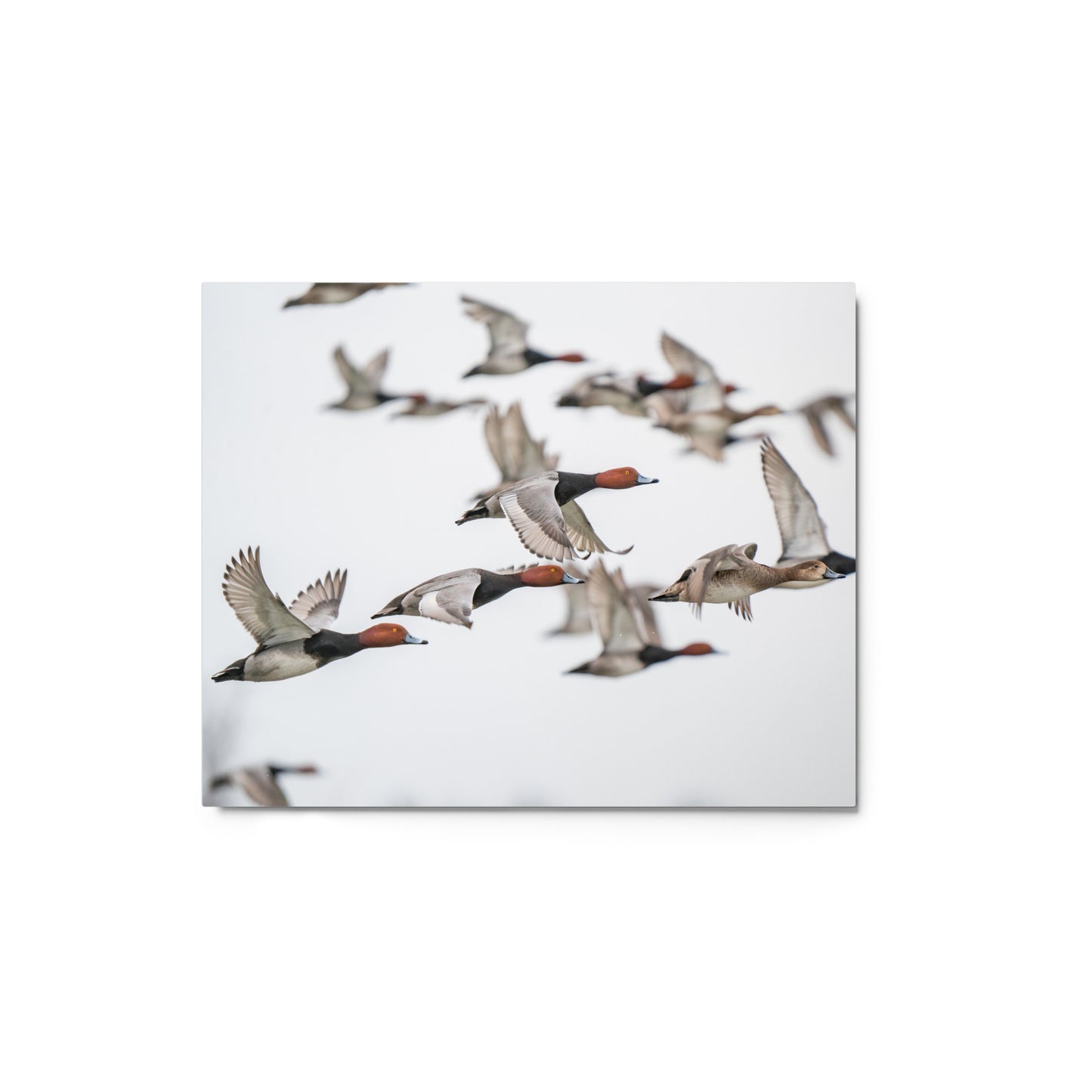 "Spring Migration" Metal Print