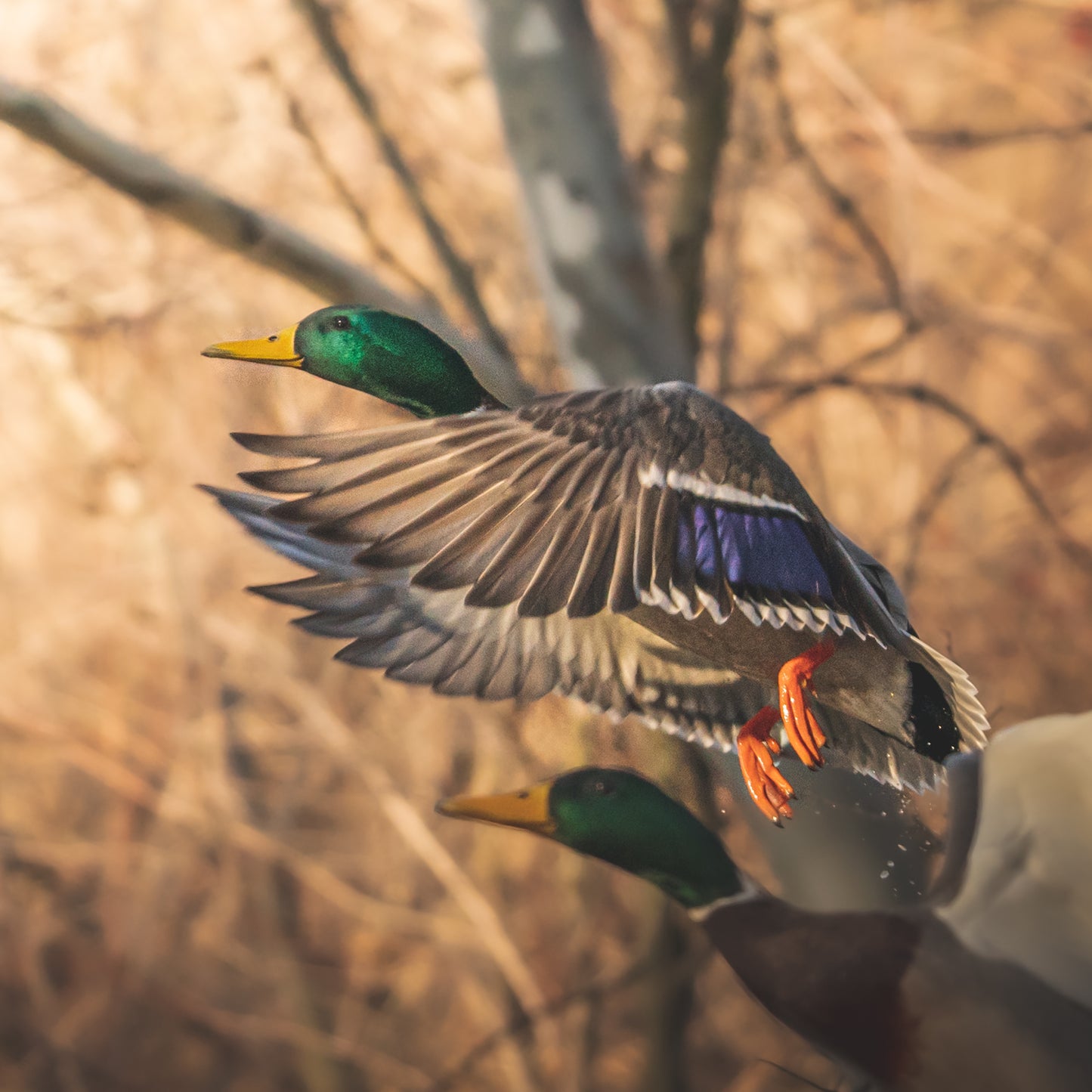 “Matte Sunset” Preset 1