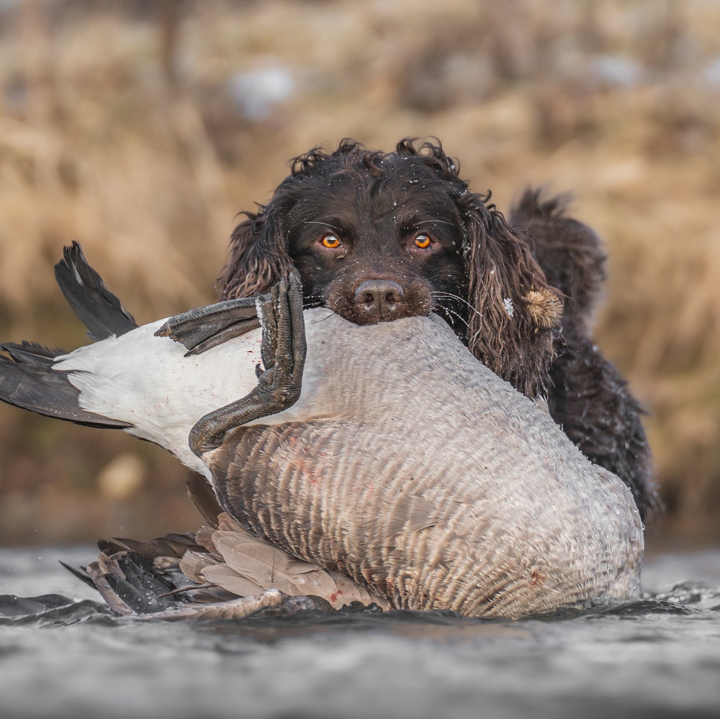 “Blueless” Preset 1