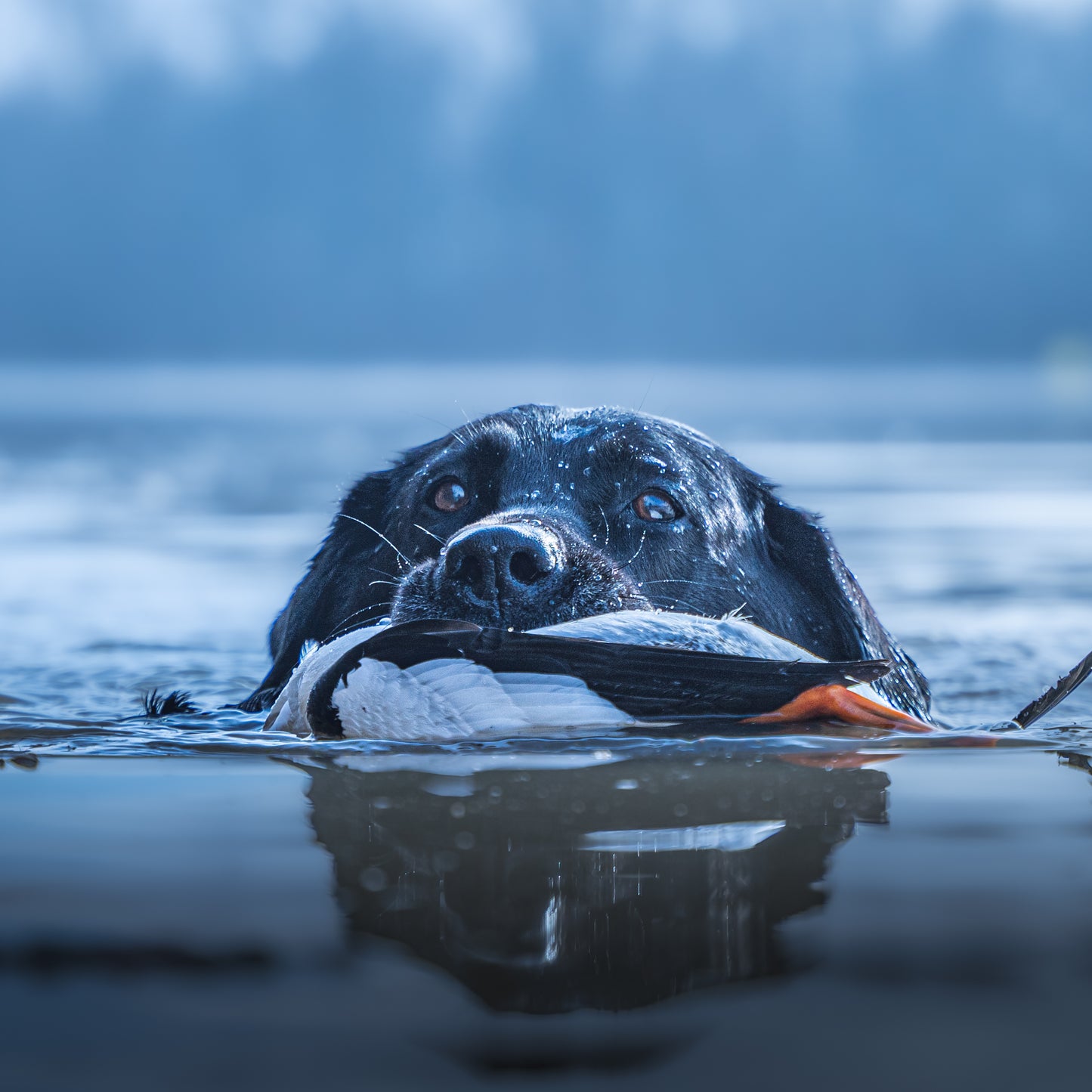 “Cool + Moody” Preset 1