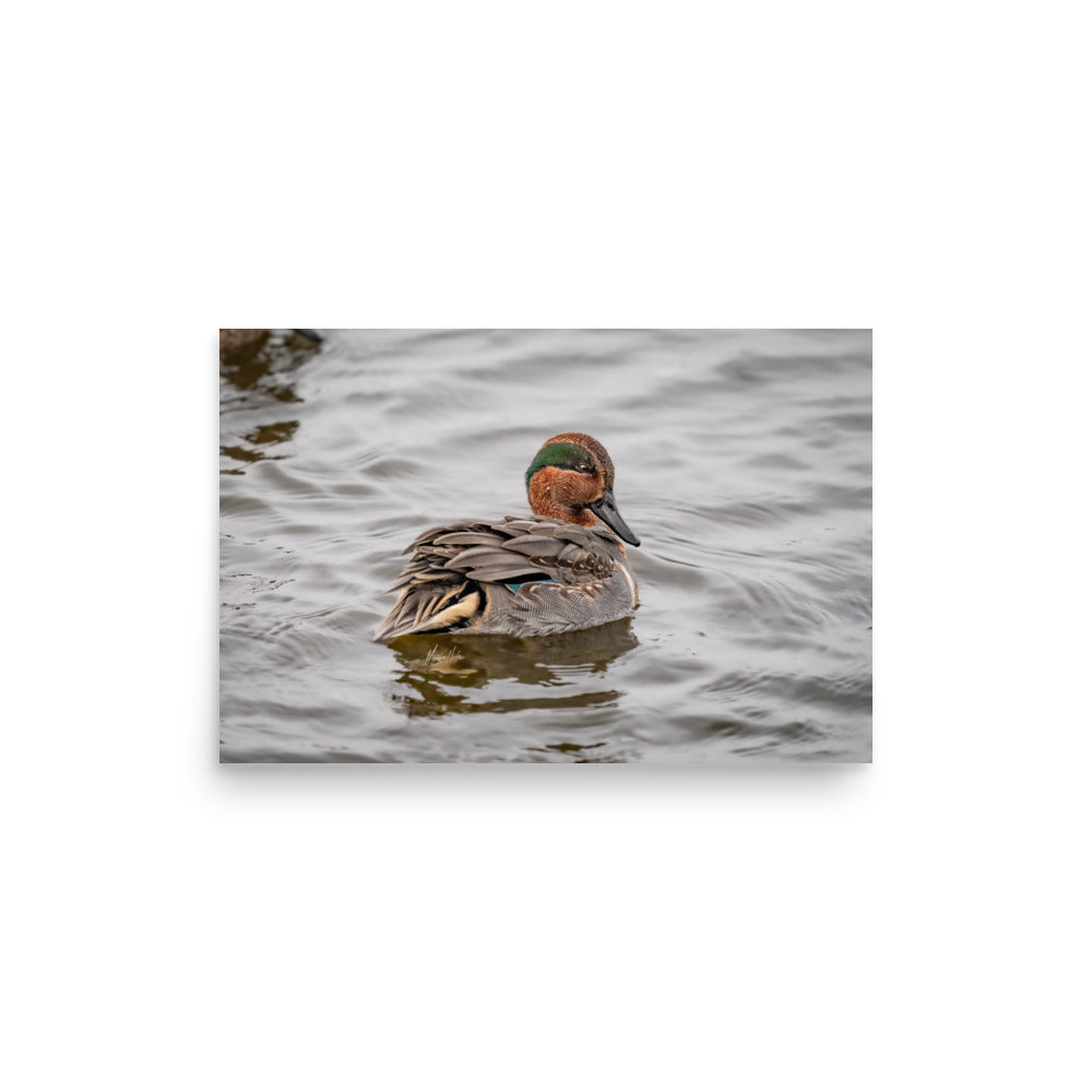 “Green-winged Teal” Enhanced Photo Paper