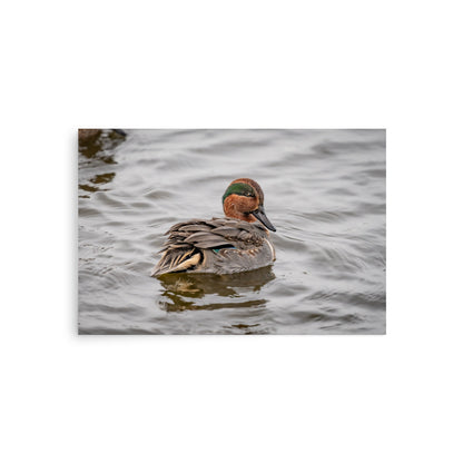 “Green-winged Teal” Enhanced Photo Paper