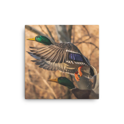 “Sunset Mallard” Canvas