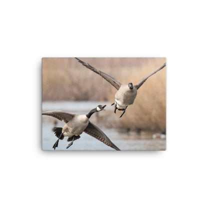 “Angry Flyer” Canvas Print