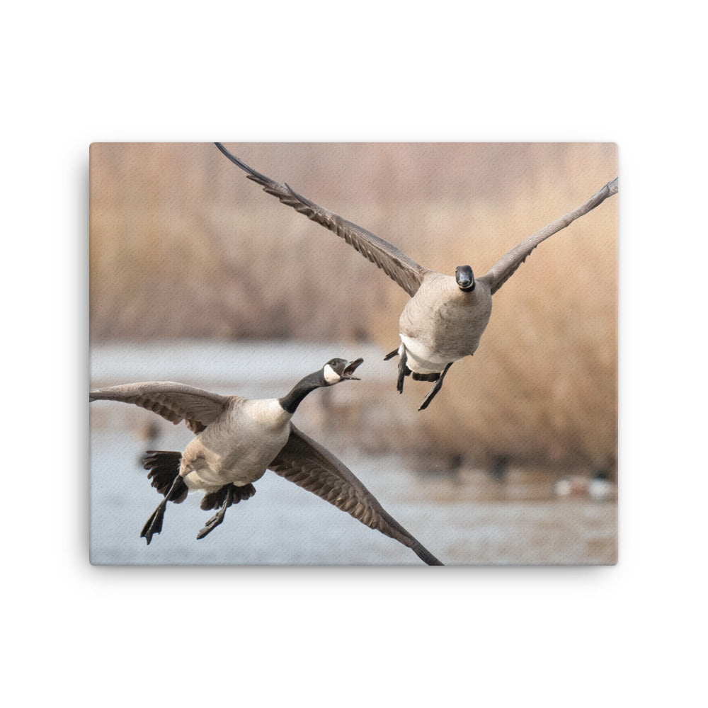 “Angry Flyer” Canvas Print