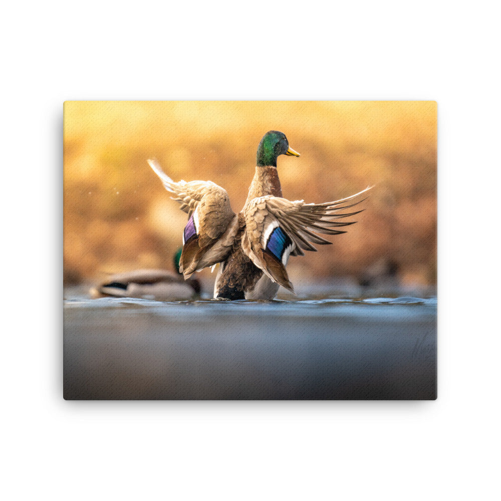 "Vibrant Mallard" Canvas Print