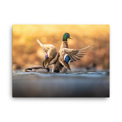 "Vibrant Mallard" Canvas Print