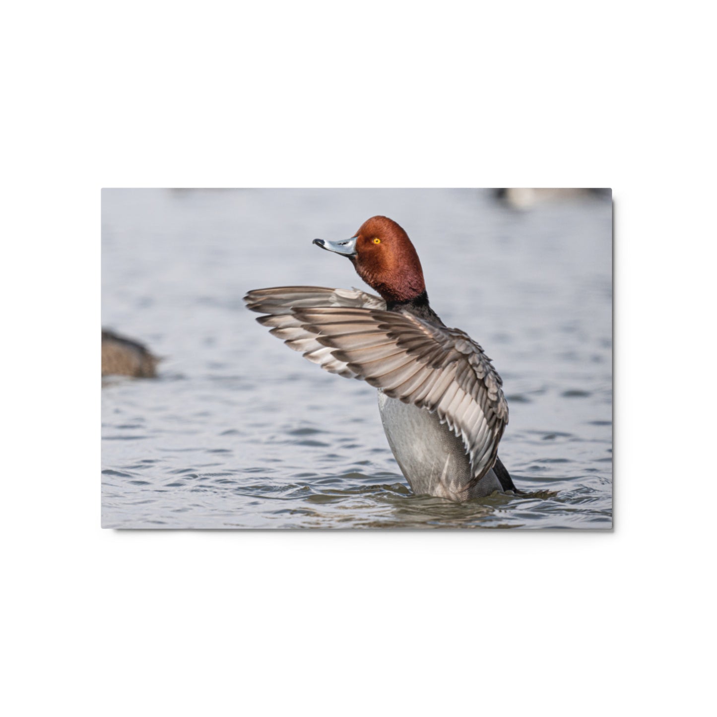 “Spring Time Redhead” Metal Print